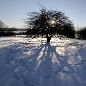Licht und SchattenBaum Winter Sonne_DSC2820 Kopie